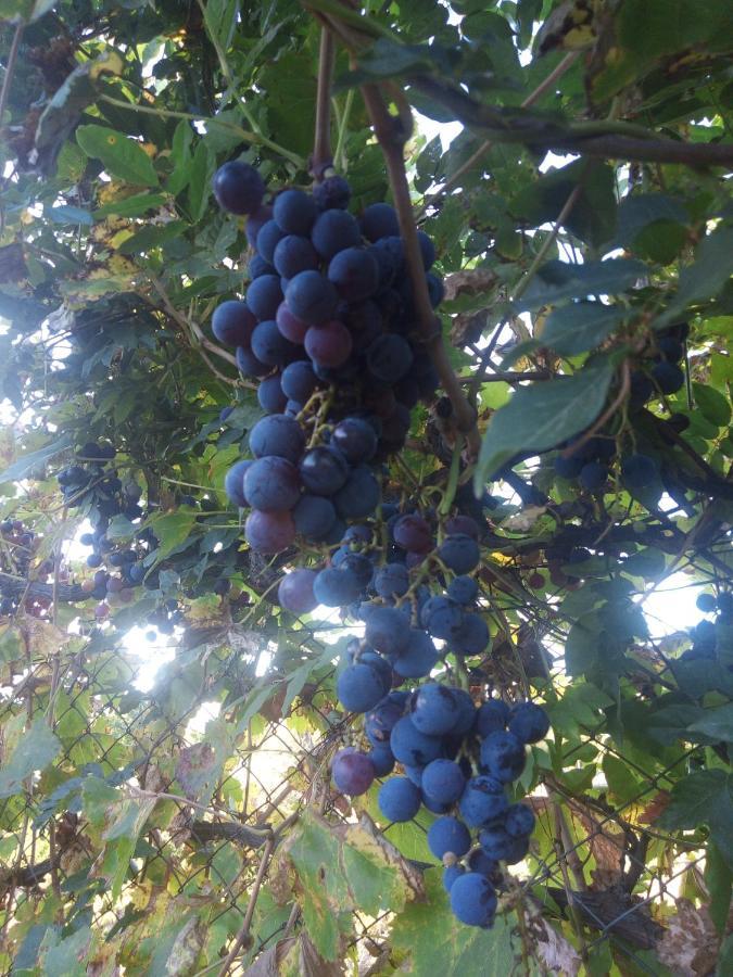 Loft Los Cerezos En Vistalba, Zona De Vinedos Y Bodegas Lujan de Cuyo Exterior foto