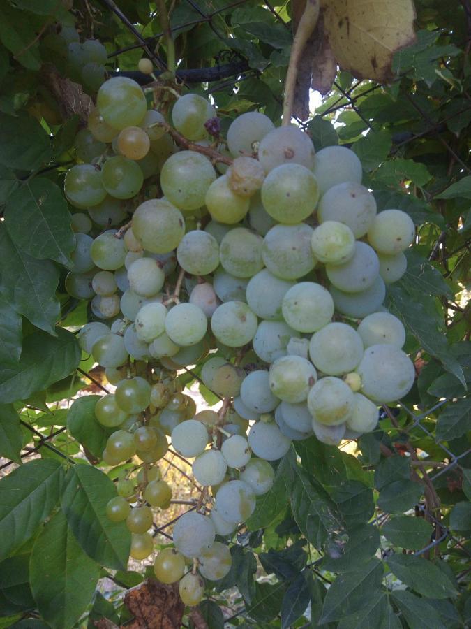 Loft Los Cerezos En Vistalba, Zona De Vinedos Y Bodegas Lujan de Cuyo Exterior foto